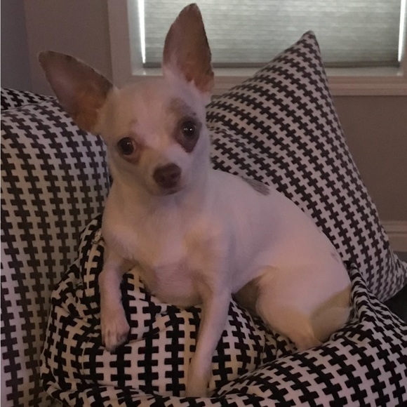 Meet your Posher, Melissa - Picture 4 of 4